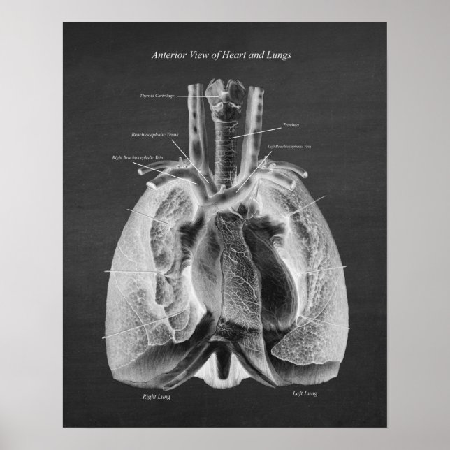 Affiche Anatomie des poumons Coeur Vue antérieure (Devant)