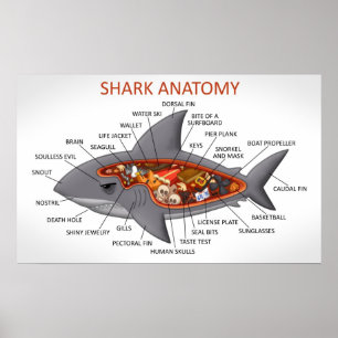 Affiche Anatomie des requins