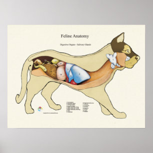 Affiche Anatomie digestive interne Cat Organigramme vétéri