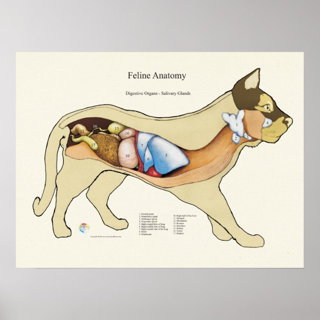 Affiche Anatomie digestive interne Cat Organigramme vétéri (Devant)