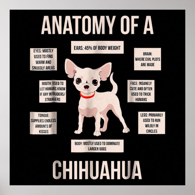 Affiche Anatomie Drôle Du Cadeau Du Chihuahua (Devant)