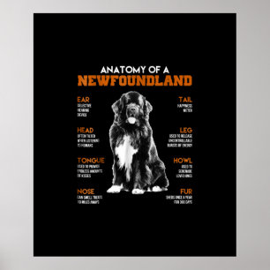 Affiche Anatomie Drôle D'Un Chien De Terre-Neuve