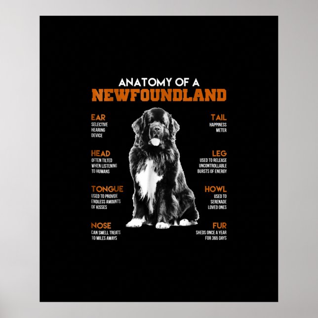 Affiche Anatomie Drôle D'Un Chien De Terre-Neuve (Devant)
