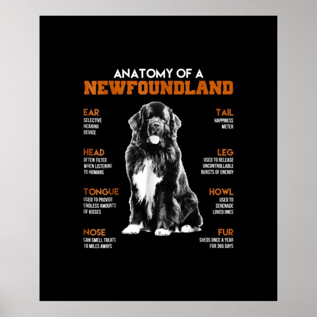 Affiche Anatomie Drôle D'Un Chien De Terre-Neuve (Devant)
