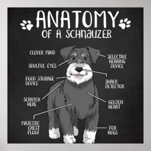 Affiche Anatomie Drôle D'Un Schnauzer