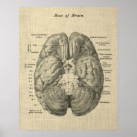 Anatomie du cerveau Art #1 avec Arrière - plan de