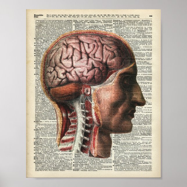 Affiche Anatomie du cerveau humain (Devant)