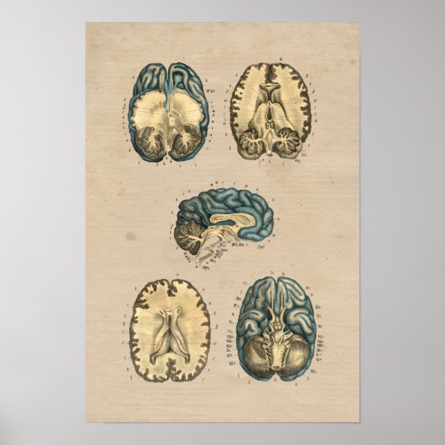Affiche Anatomie du cerveau humain 1841 Imprimer (Devant)