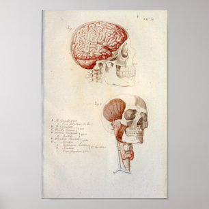 Affiche Anatomie du cerveau humain Imprimer Français Vinta