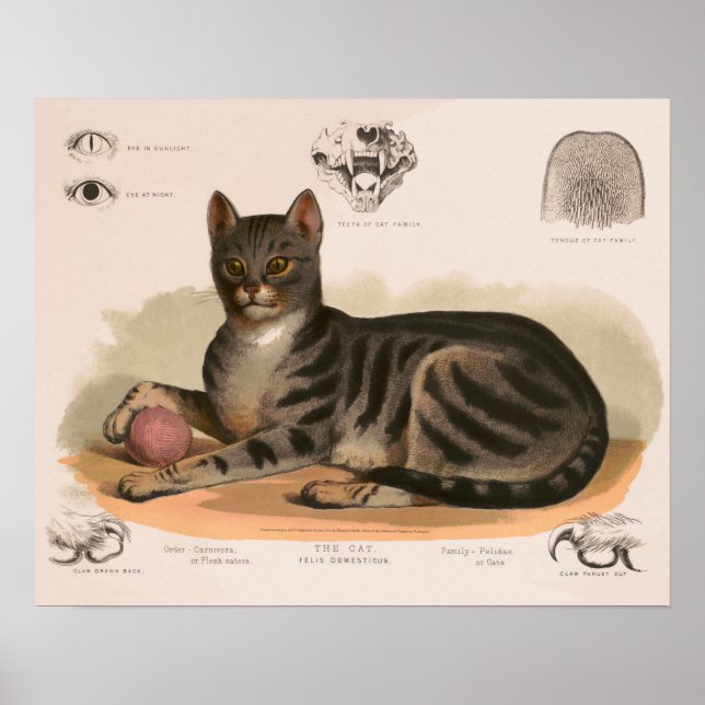 Affiche Anatomie du chat maison restaurée (Devant)