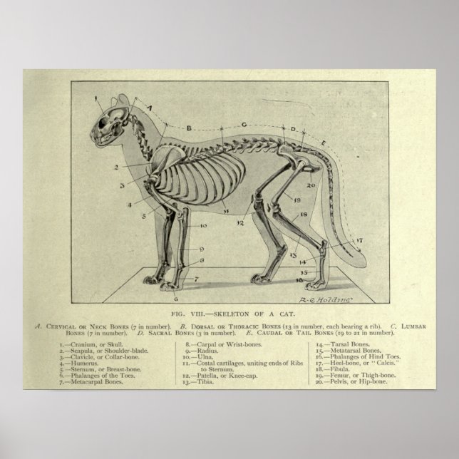 Affiche Anatomie du chat squelettique Imprimer (Devant)