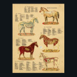 Affiche Anatomie du cheval Diagramme vétérinaire<br><div class="desc">Illustrations anatomiques du cheval montrant les organes internes,  le squelette,  les muscles,  les artères et les veines. Anatomie équine pour la clinique vétérinaire ou l'éducation scolaire.</div>