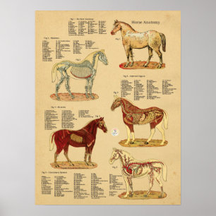Affiche Anatomie du cheval Diagramme vétérinaire