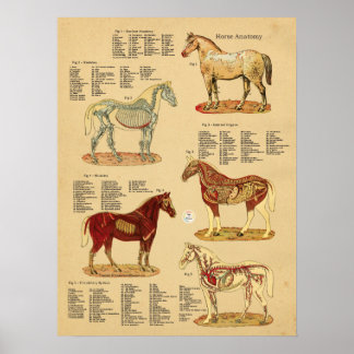 Affiche Anatomie du cheval Diagramme vétérinaire