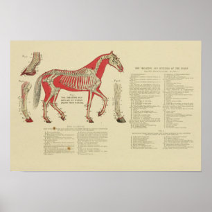 Affiche Anatomie du cheval squelettique vintage Imprimer 1