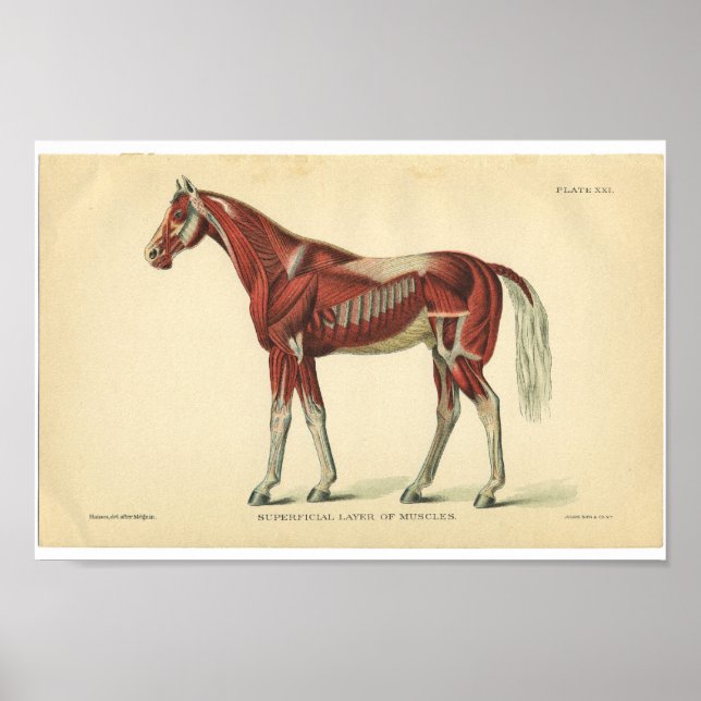 Affiche Anatomie du cheval vintage Imprimer les muscles (Devant)