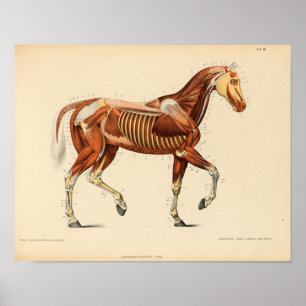 Affiche Anatomie du cheval vintage Imprimer les muscles