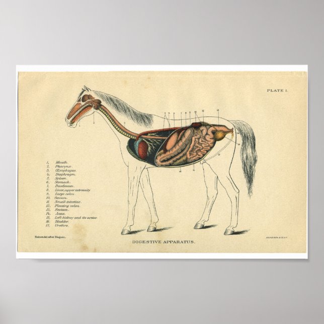 Affiche Anatomie du cheval vintage Imprimer système digest (Devant)