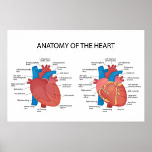 Affiche Anatomie du coeur