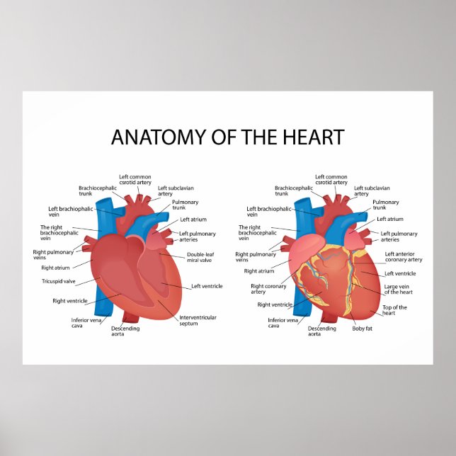 Affiche Anatomie du coeur (Devant)
