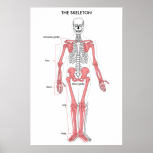 Affiche Anatomie du corps humain Squelette Anatomique Orga