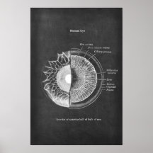 Anatomie du décor optométriste des yeux humains