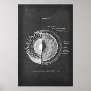 Affiche Anatomie du décor optométriste des yeux humains