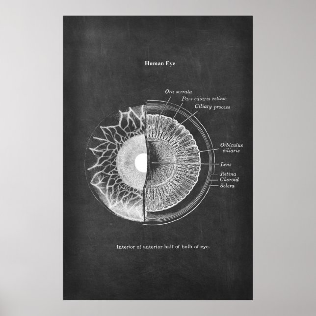 Affiche Anatomie du décor optométriste des yeux humains (Devant)