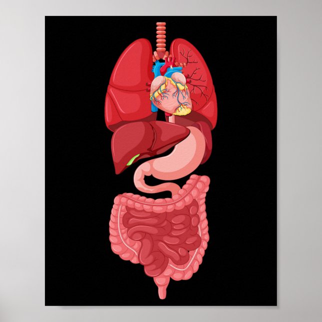 Affiche Anatomie du diagramme d'organe interne d'Halloween (Devant)