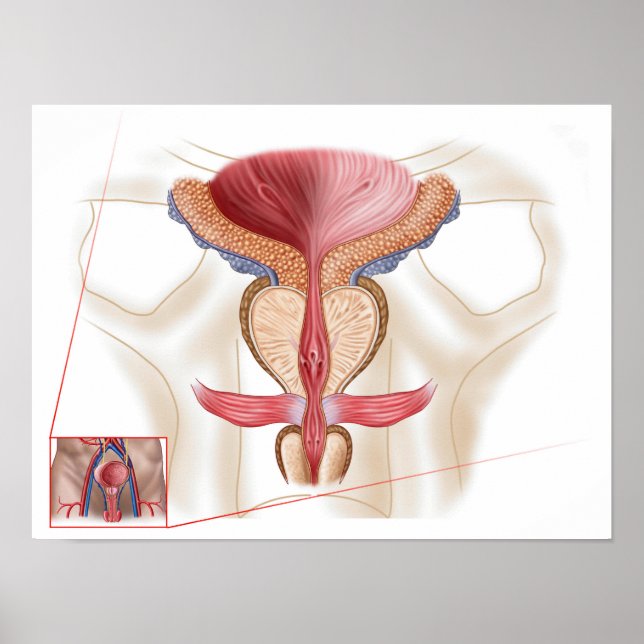 Affiche Anatomie Du Glande Prostate (Devant)
