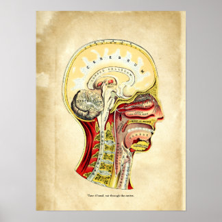 Affiche Anatomie du graphique rétro du crâne