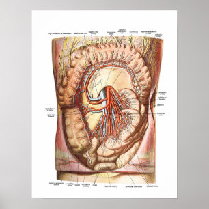 Affiche Anatomie du gros intestin