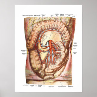 Affiche Anatomie du gros intestin