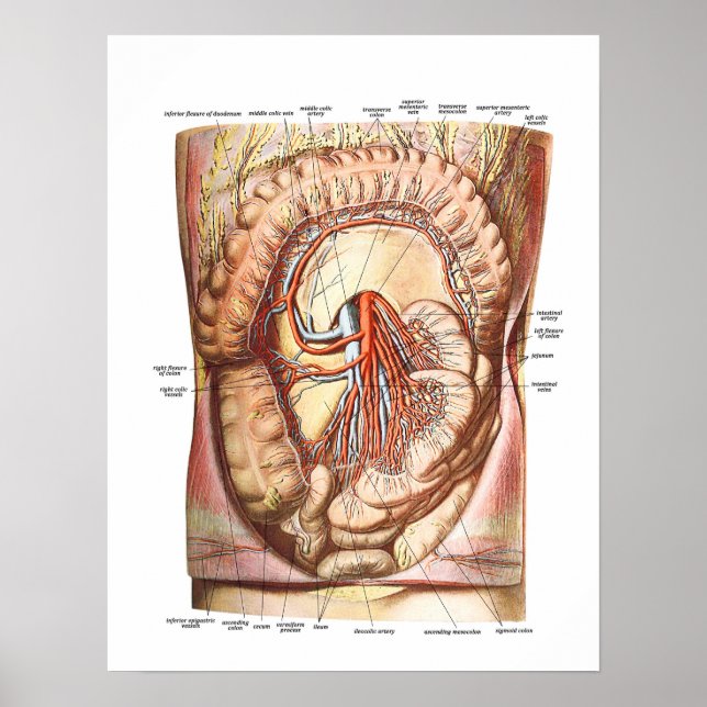 Affiche Anatomie du gros intestin (Devant)