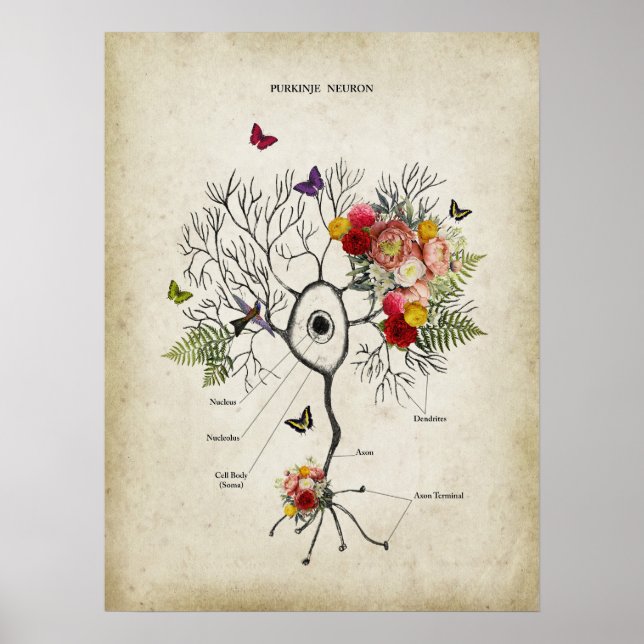 Affiche Anatomie du neurone cellulaire Purkinje avec fleur (Devant)