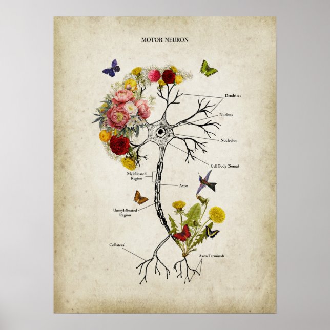 Affiche Anatomie du neurone moteur avec fleurs (Devant)