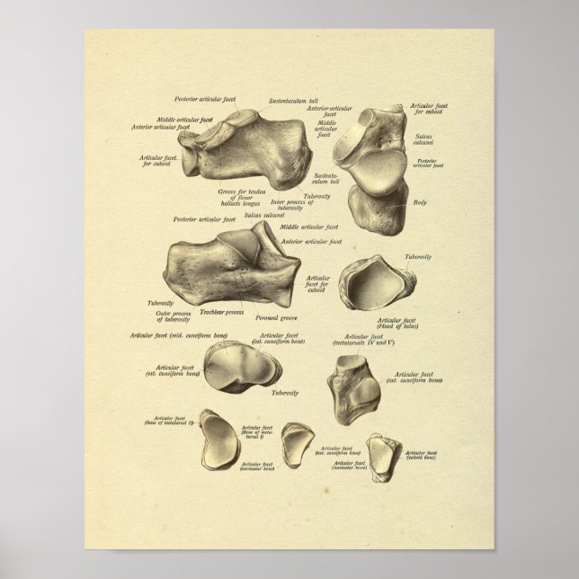 Affiche Anatomie du pied Bones Tarsal Imprimer (Devant)