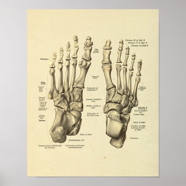 Affiche Anatomie du pied Bones Tarsal Imprimer (Devant)