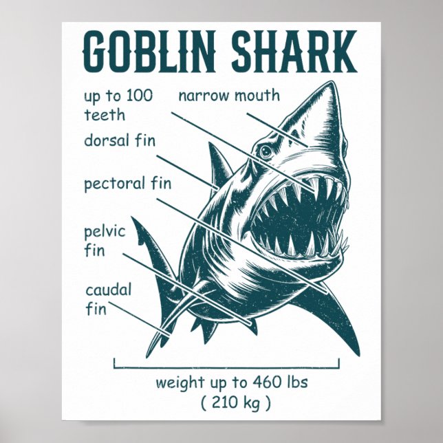 Affiche Anatomie du requin gobelin biologiste marin requin (Devant)
