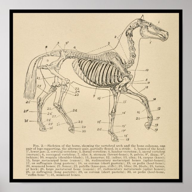 Affiche Anatomie du squelette de cheval (Devant)