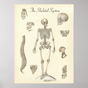 Affiche Anatomie du squelette humain