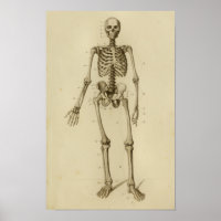 Anatomie du squelette humain Imprimer Antérieur