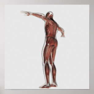 Affiche Anatomie du système musculaire masculin, vue