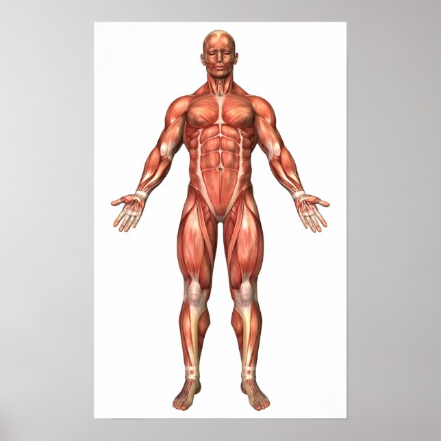 Affiche Anatomie Du Système Musculaire Masculin, Vue Avant (Devant)