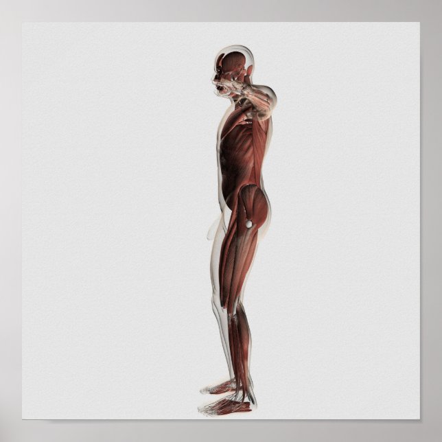 Affiche Anatomie Du Système Musculaire Masculin, Vue Côtiè (Devant)
