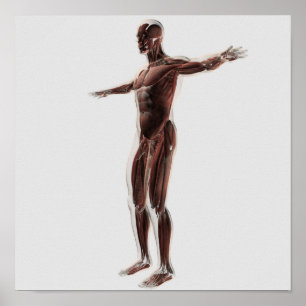 Affiche Anatomie Du Système Musculaire Masculin, Vue Côtiè
