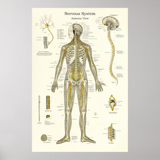 Affiche Anatomie du système nerveux (Devant)