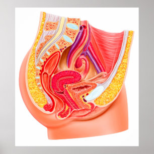 Affiche Anatomie Du Système Reproductif Féminin 1