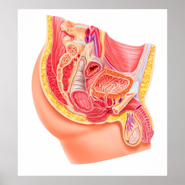 Affiche Anatomie Du Système Reproductif Homme (Devant)