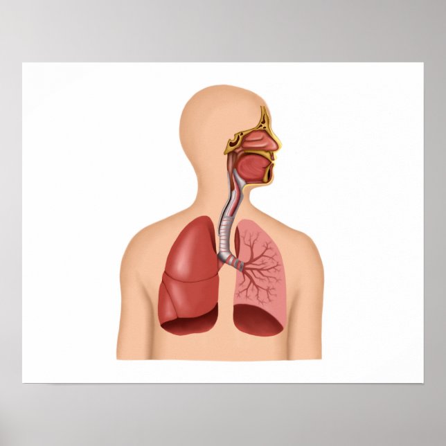 Affiche Anatomie Du Système Respiratoire Humain (Devant)